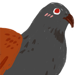 Coucal the Birb