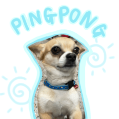 PingPong-The Chihuahua