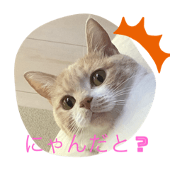 kinaco_20220204232518