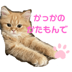 saya_20220205182813