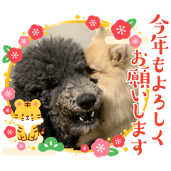 PONZU_20220205195903