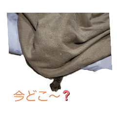 shiho_20220206000002