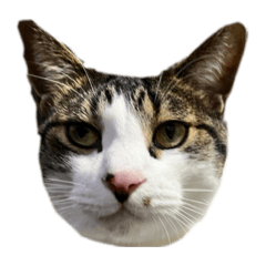 Hikari_20220205180241