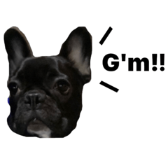 iggy's life sticker