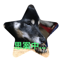 Shiba-inu taka2