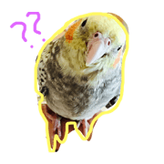 Cute.Cockatiel