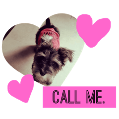 シュナウザー三兄弟2