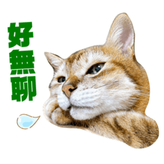 Kali & Febe的小迷因