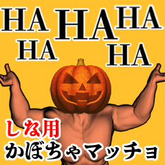 Shina Pumpkin macho