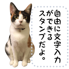 Message stickers for cats