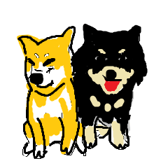 柴犬雙寶