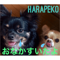 harusora