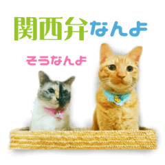 Cat Sticker mi&pi -Real-