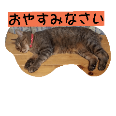 momocat action - Stiker LINE | LINE STORE