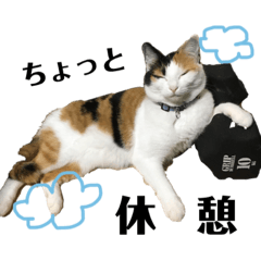 tanikame cat_3