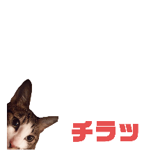 My Cat 'Azuki' Sticker