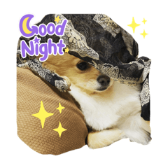 おてんばポメちゃちゃ ver.2