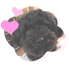 トイプードルのベイス