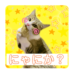 猫スタンプ〜ベル＆ボー〜