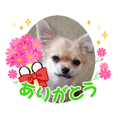 Shiho_20220207095242