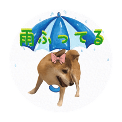 Shiba Inu and Miscellaneous Dog-19