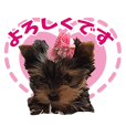 ヨークシャーテリア てぃの