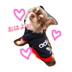 cawaii macaroon