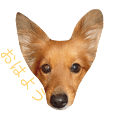 love love love dogs