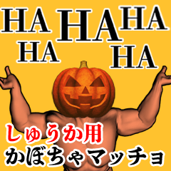 Shuuka Pumpkin macho