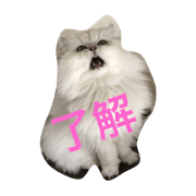 7CATZ LIFE