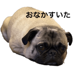 pugmasshigura_20220207083832