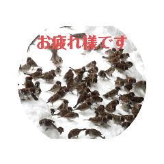 suzumestamp