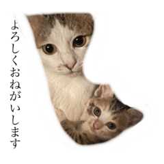 Cat's mother TAMA san