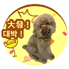 最愛撒嬌的貴賓KIKI