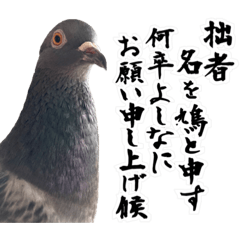 Samurai pigeons