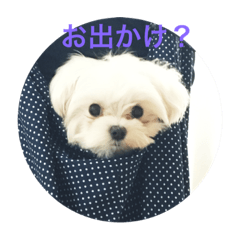 dog photo stamp