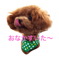 Moco of the toy poodle