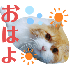 runruncat0707