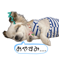 The idol of the yasutomi family