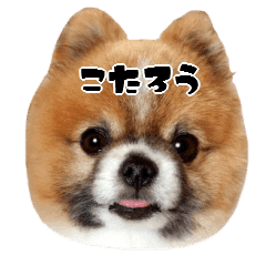 ポメラニアンのこたろう Line スタンプ Line Store