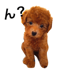 moco the toy poodle