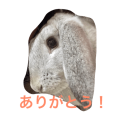 Oreo's cry!