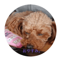 So cute dog