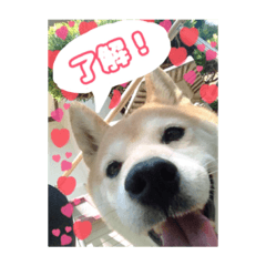 shibainu suzu greet