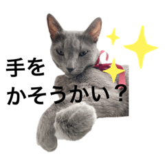 shinyoko_20220208133151