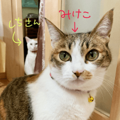 みけこしちさんスタンプ