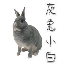 Gray Rabbit White's Daily Life 2