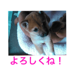 Puppy daifuku&Puppy chikuwa