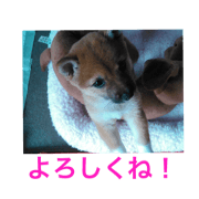 Puppy daifuku&Puppy chikuwa