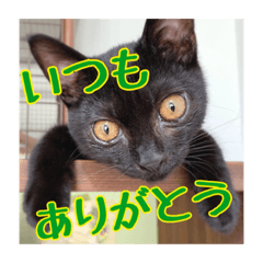 ねこ Lineクリエイターズスタンプまとめ Stamplist Part 14